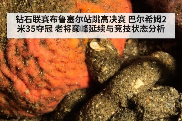 钻石联赛布鲁塞尔站跳高决赛 巴尔希姆2米35夺冠 老将巅峰延续与竞技状态分析